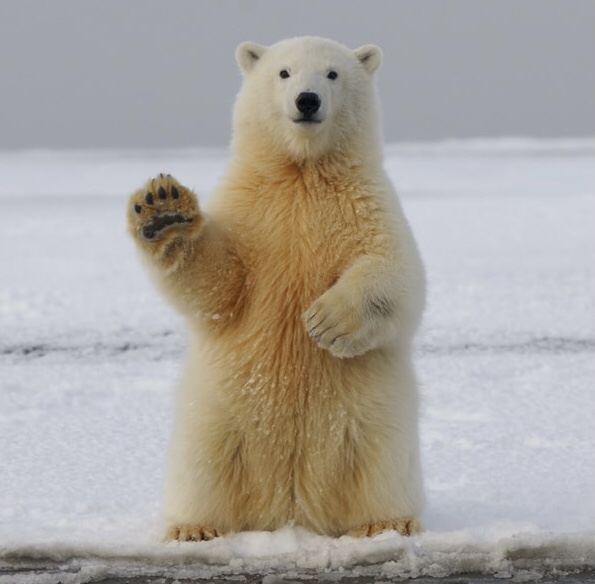 Yes to dancing dolphins in the ocean , No to dancing bears in&nbsp;captivity…